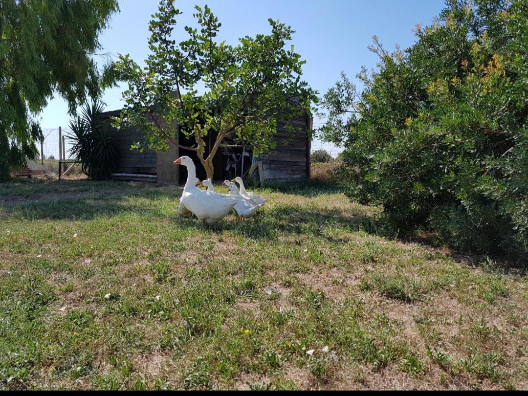 فيلا Salento Lapezzaaculuri Guagnano المظهر الخارجي الصورة
